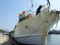 Tàu câu mực để bán