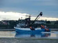 Tàu lưới vây để bán