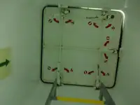 Tàu chở hàng rời để bán