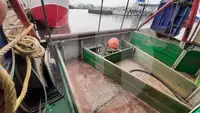 Tàu chở cá sống để bán