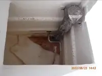 Tàu lưới vây để bán