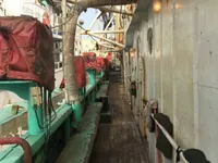 Tàu câu mực để bán