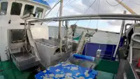 Tàu kéo lưới ngang để bán
