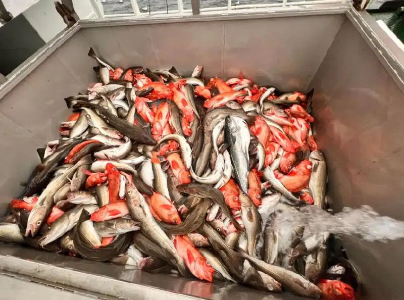 Câu cá Trawler rao bán