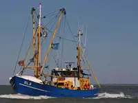 Câu cá Trawler rao bán